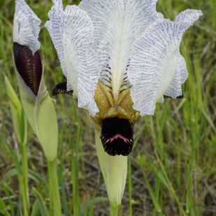 Iris paradoxa